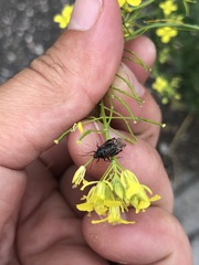 Deraeocoris flavilinea