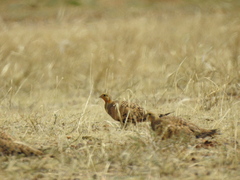 Syrrhaptes paradoxus