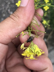 Deraeocoris flavilinea