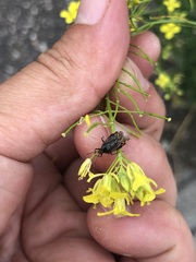 Deraeocoris flavilinea