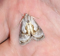 Chrysanympha formosa