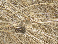Junonia grisea