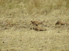 Syrrhaptes paradoxus