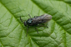 Arge nigripes