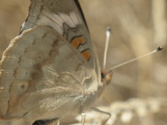Junonia grisea