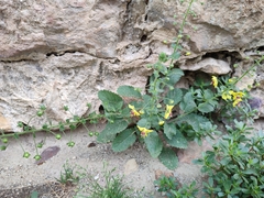 Verbascum levanticum