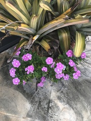 Catharanthus roseus