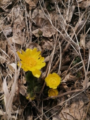 Adonis vernalis