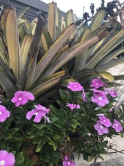 Catharanthus roseus