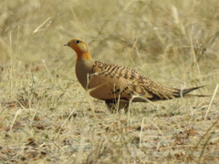 Syrrhaptes paradoxus