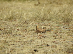 Syrrhaptes paradoxus