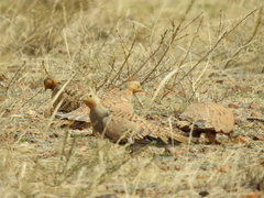 Syrrhaptes paradoxus