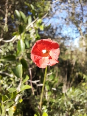 Ipomoea indivisa