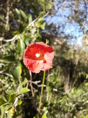 Ipomoea indivisa