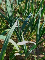 Allium porrum