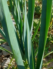 Allium porrum