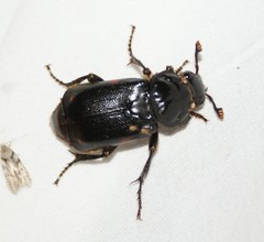 Nicrophorus pustulatus