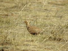 Syrrhaptes paradoxus