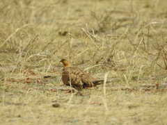 Syrrhaptes paradoxus