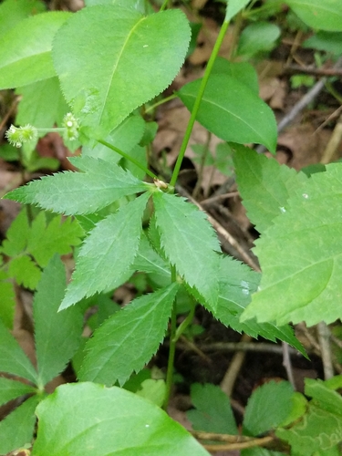 Image of Sanicula trifoliata by no rights reserved