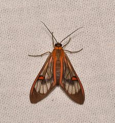 Cosmosoma cingulatum