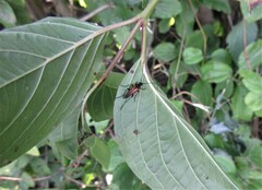Stenurella melanura