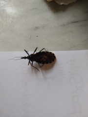 Triatoma gerstaeckeri