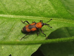 Rhodobaenus bicinctus