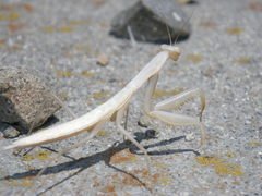 Mantodea
