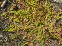 Herniaria glabra