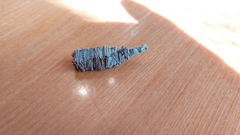 Amicta quadrangularis