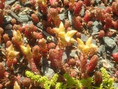 Sedum acre