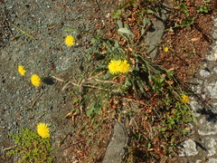 Hypochaeris radicata
