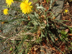 Hypochaeris radicata