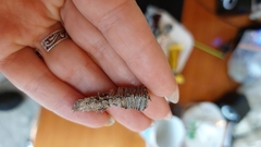 Amicta quadrangularis