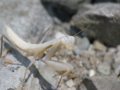 Mantodea