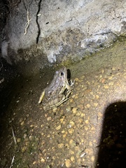Lithobates yavapaiensis
