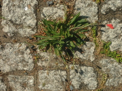 Plantago lanceolata