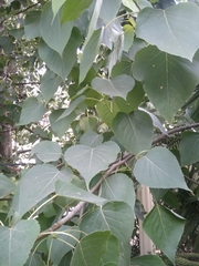 Populus ciliata
