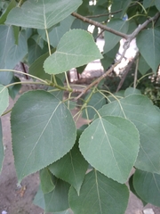 Populus ciliata
