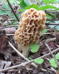 Morchella