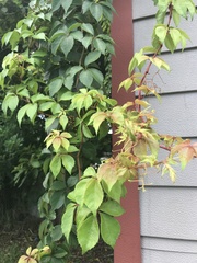 Parthenocissus quinquefolia