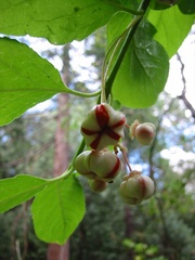 Euonymus occidentalis