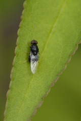 Eupachygaster tarsalis