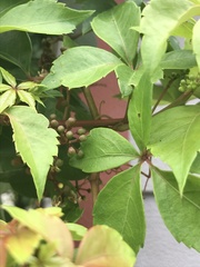 Parthenocissus quinquefolia