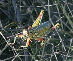 Hesperotettix viridis