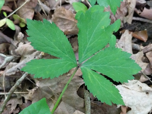 Image of Sanicula trifoliata by no rights reserved