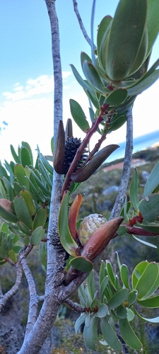 Image of Leucadendron discolor by (c) Adele SL, some rights reserved (CC BY)