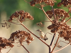 Cisticola juncidis