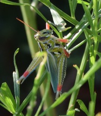 Hesperotettix viridis